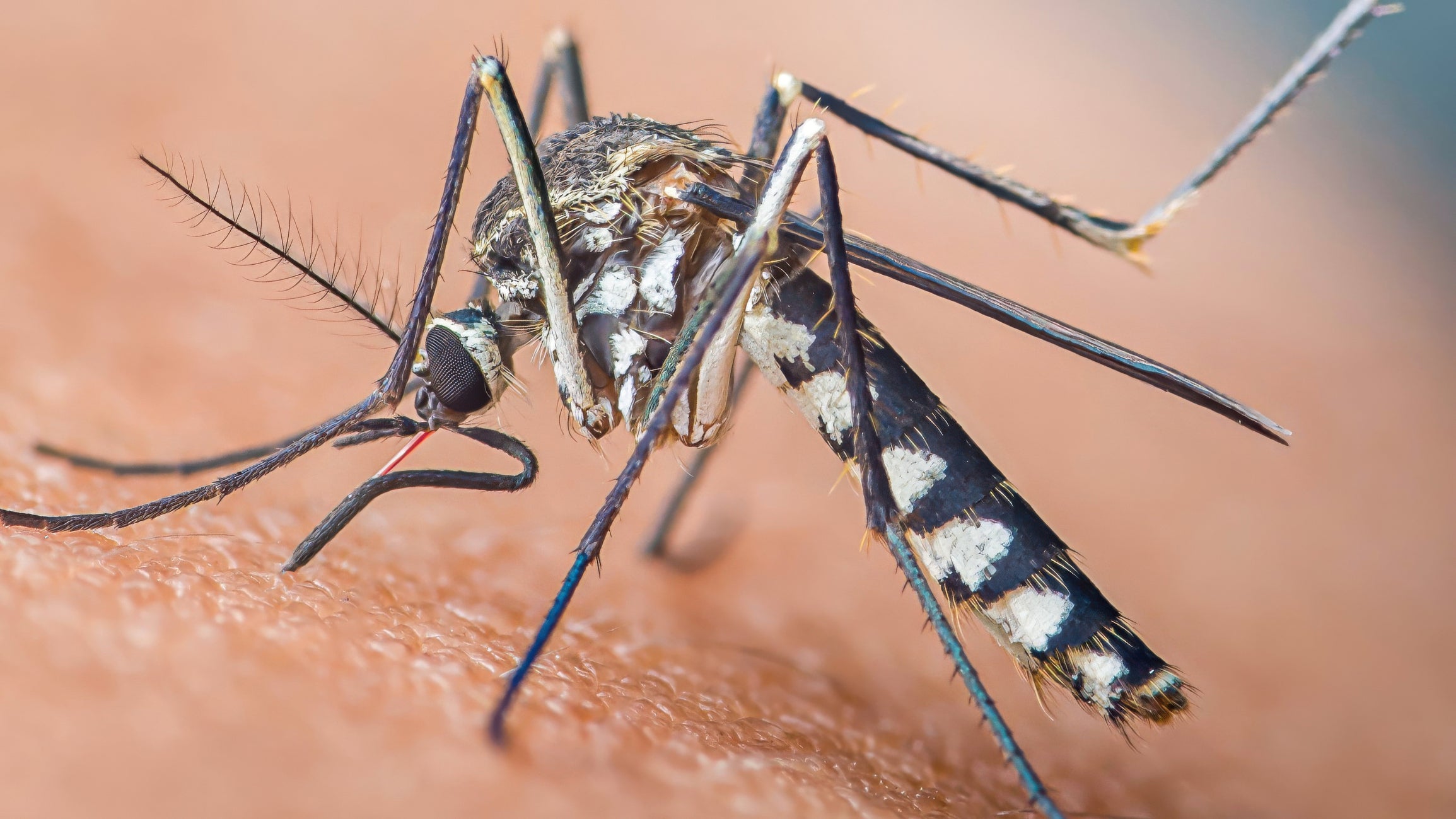 Zika virus mosquitos found breeding in Britain. What doctors say about the risk