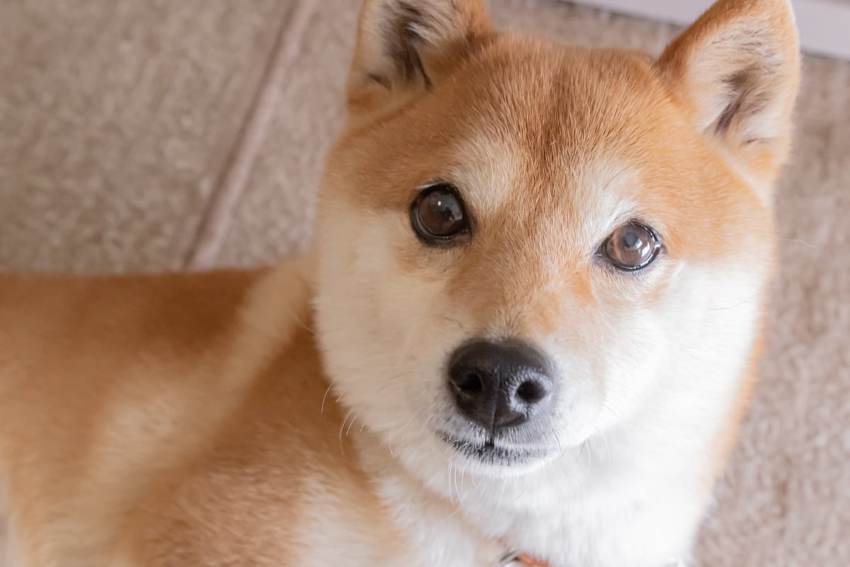 Can Dogecoin Reach $1 in the Next 12 Months?