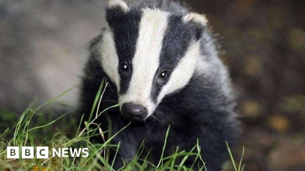 Bovine TB: Gaps in evidence about impact of vaccinating badgers