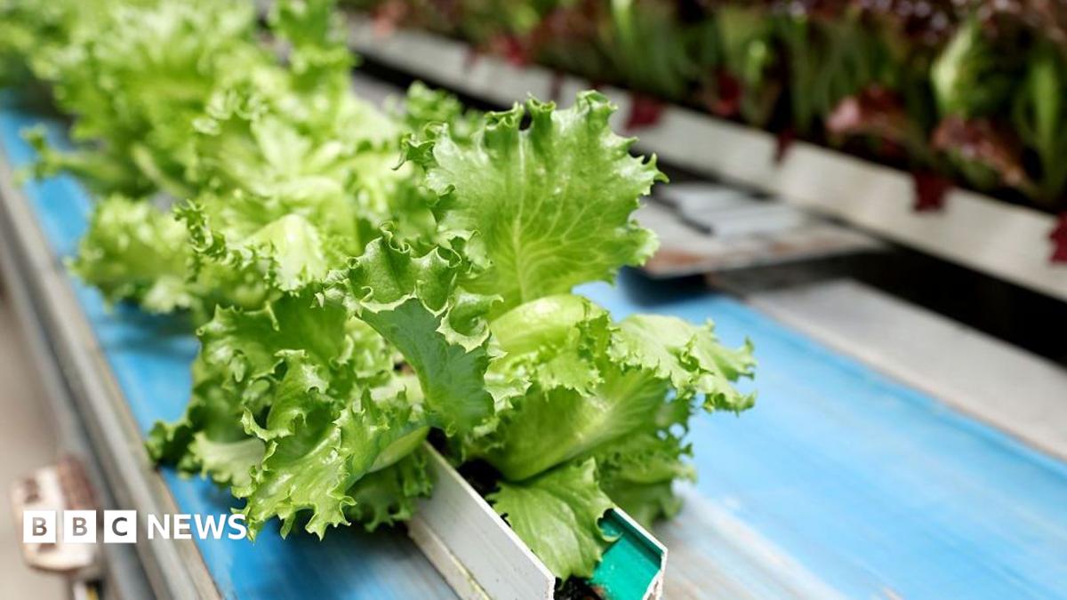 Cyclospora: largest US outbreak of explosive diarrhoea parasite is over, health officials say