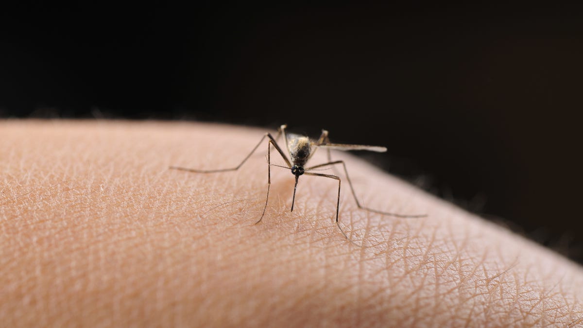 Mosquito-borne illnesses increasing in US. See map of affected states