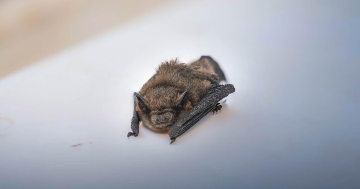 Rabies alert issued after bat incident at Roger Williams Zoo in Rhode Island
