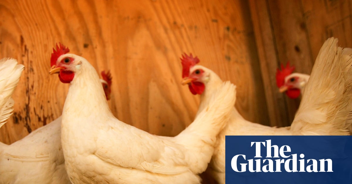 US scientists turn to chickens to sound the alarm as West Nile cases rise