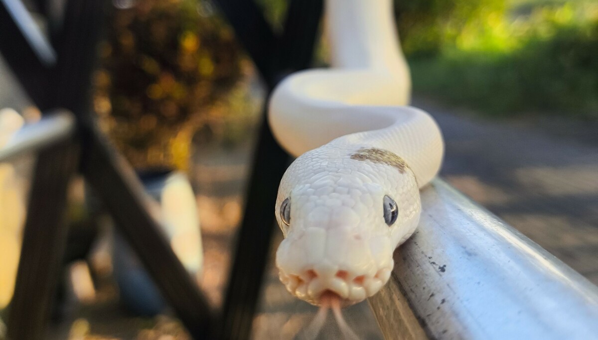 CPython eases Rust requirements as assimilation continues