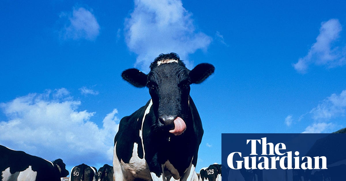 ‘It bloody works’: why the world’s oldest cheddar-maker uses a ‘milk-source’ heat pump