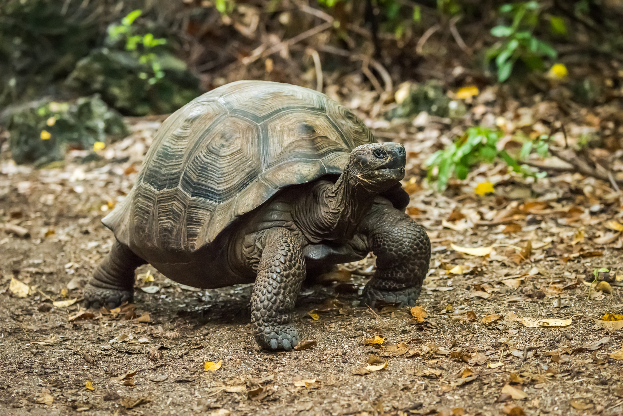 Why do we grow old and die when some animals barely age and others can live forever?