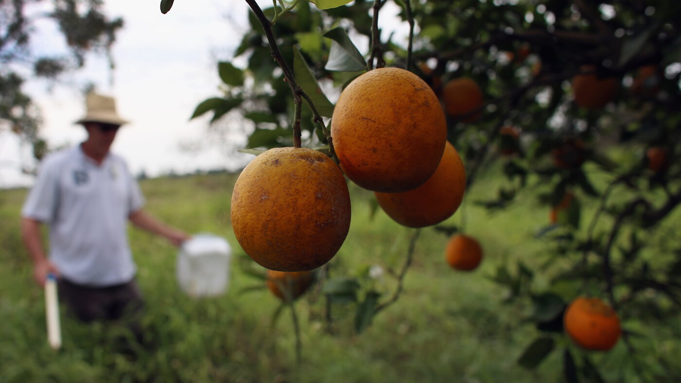 Could trees developed with gene-editing technology protect Florida's citrus industry?