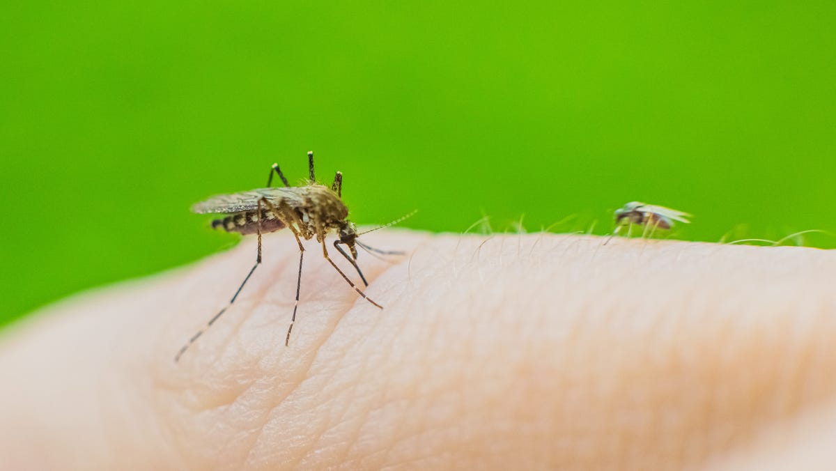 Officials report first dengue fever death of 2026