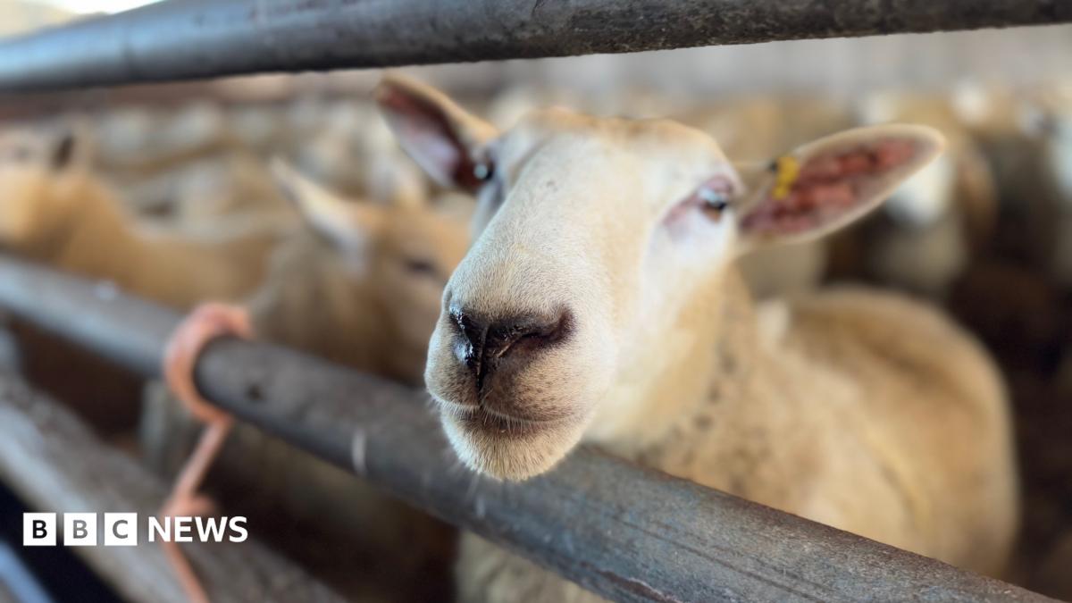 Bluetongue found in Oxfordshire and Isle of Wight
