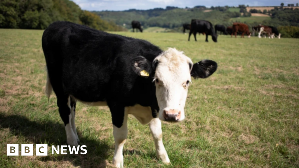 Bluetongue restriction zone to be expanded across all of Scotland