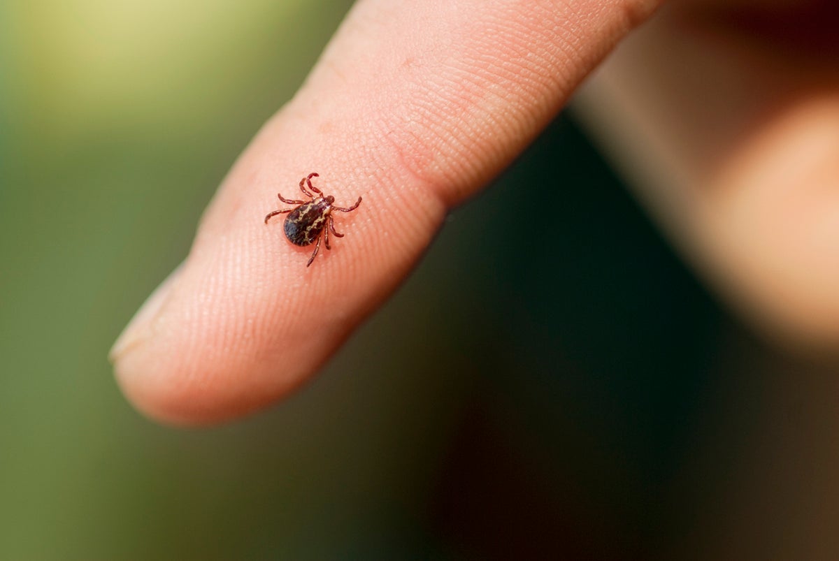 Britain’s long hot summers mean disease-carrying ticks are living longer