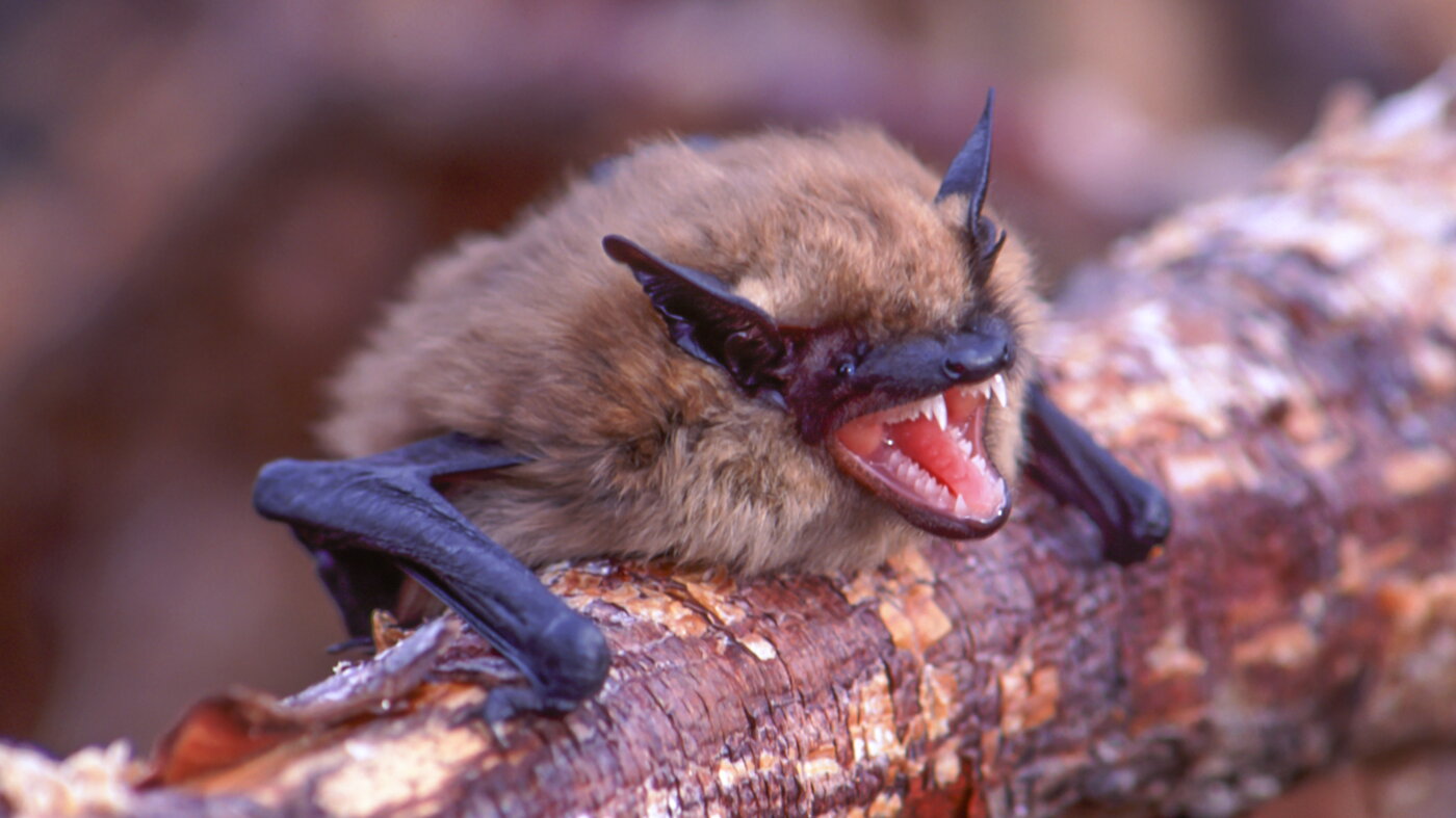 The genetic secret helping bats survive a deadly epidemic : Short Wave