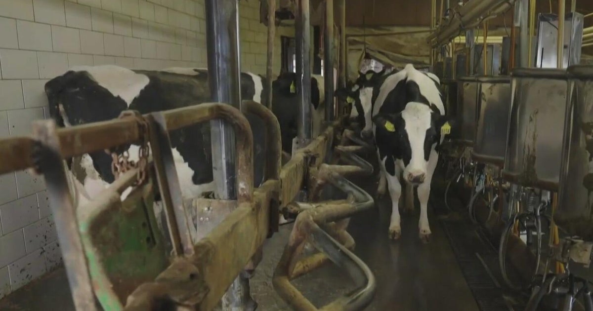 Pediatricians warning parents about health risks from raw milk