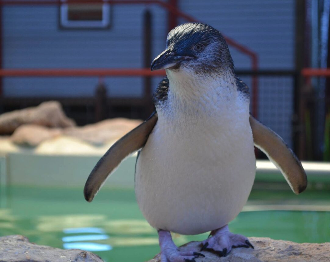 WA to vaccinate iconic penguin colony against bird flu