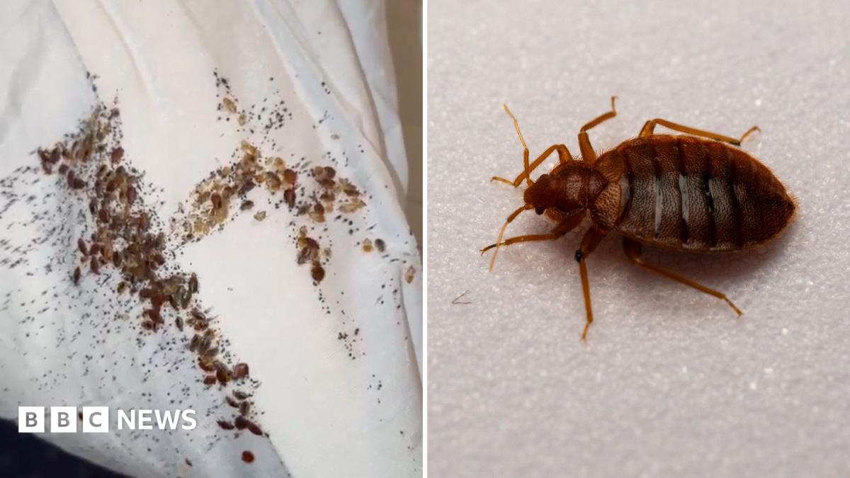 Bed bugs crawling out the wallpaper in 'worst ever' Cardiff infestation