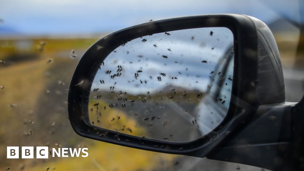 Midges' role in spreading disease to be investigated