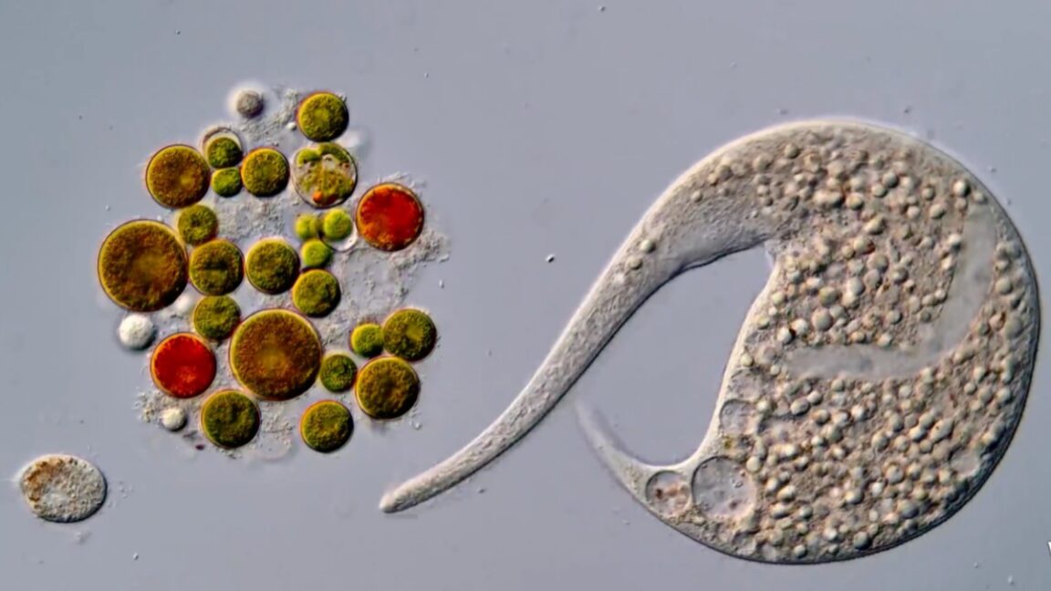 Winning Nikon Small World in Motion video disqualified for AI use
