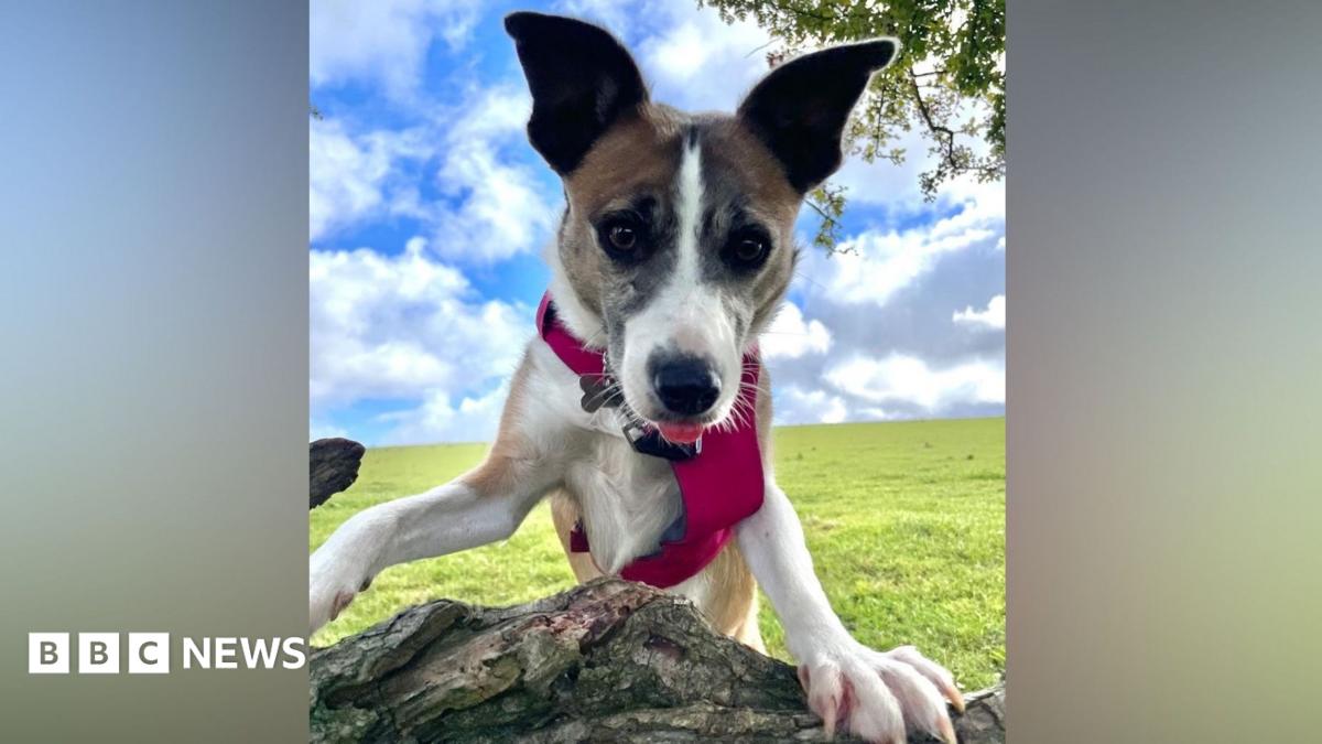 'Britain's loneliest dog' finds home after three years in kennels