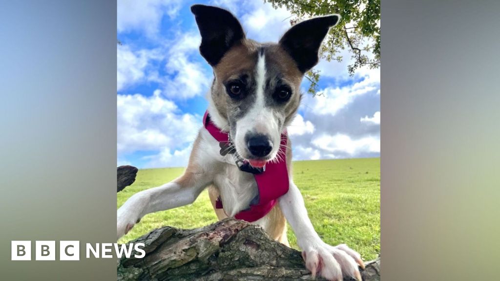 'Loneliest dog' finds home after 3 years in kennels