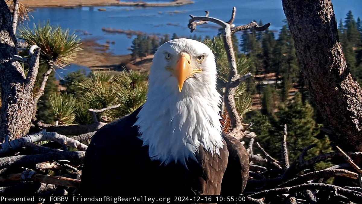 Cause of death for Jackie the bald eagle revealed; avian icon has been cremated