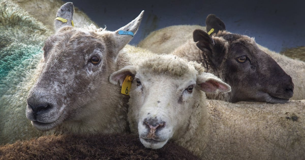 Cut off from the U.S., Canada’s wool industry looks to grow at home and overseas