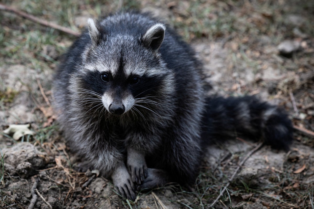 91-year-old had to pay hundreds for rabies shot after raccoon attack