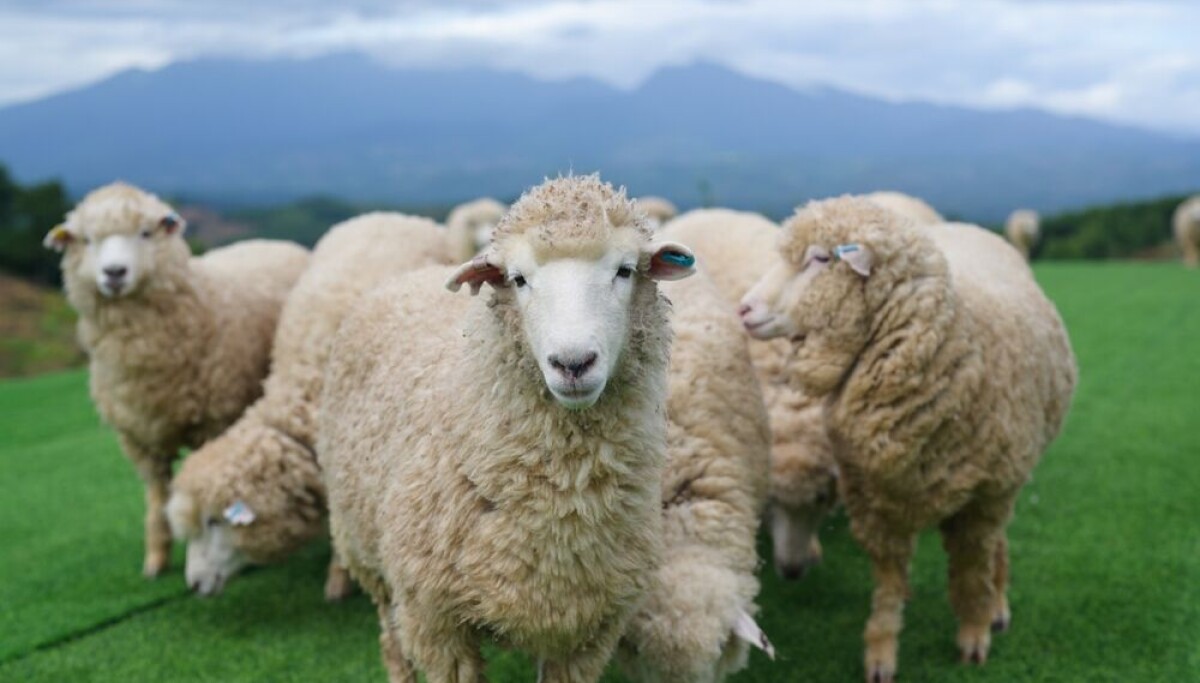 AI models think humans are a bunch of amoral sheep