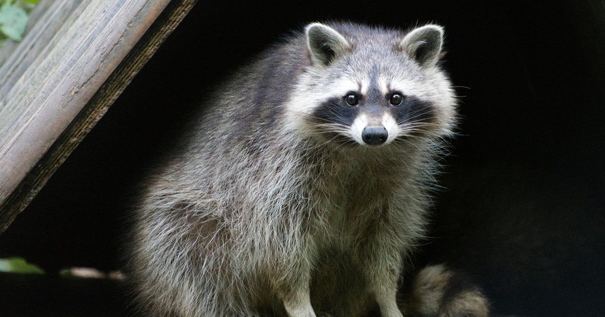 Another rabid raccoon detected in LA County, 2nd case in over 50 years