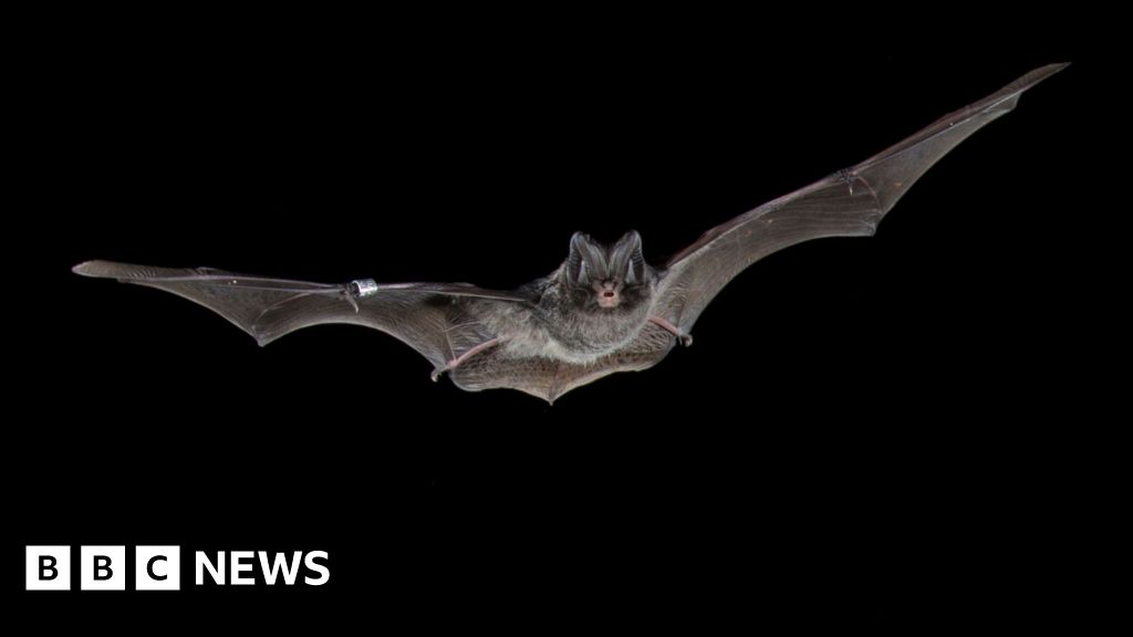 AI makes Britain's largest woodland bat survey possible, scientists say